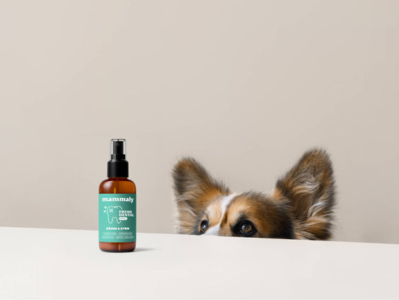 Fresh Dental Zahnpflege-Spray