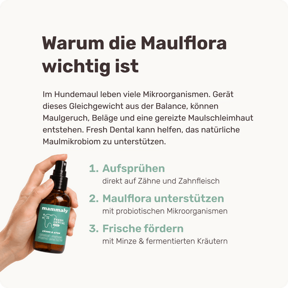 Fresh Dental erklärt – Maulflora und Zahnpflege beim Hund