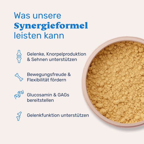 Hunde Grünlippmuschelpulver und MSM – Produktvorteile
