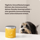 Hunde Abwehrkräfte-Snack Immu Push Hintergrundwissen
