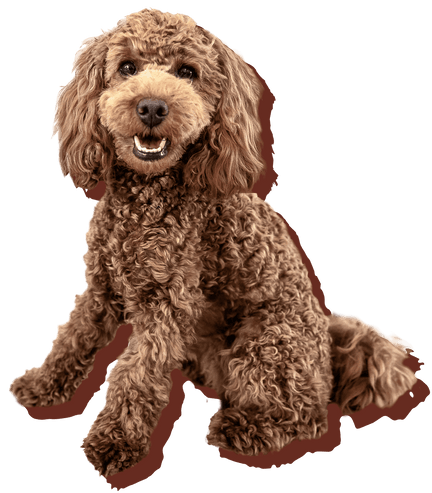 Hund