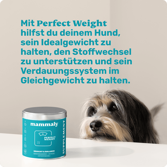 Hunde-Snack Perfect Weight Hintergrundwissen