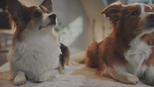 Verwöhne deinen Hund mit Gesundheit!